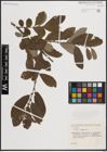 Foto von Salix cinerea L.
